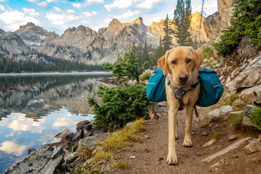 dogs in national parks