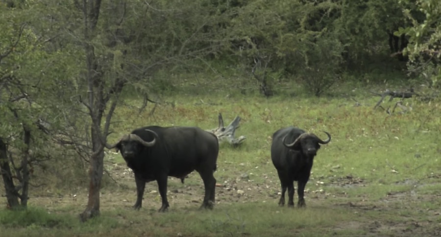 picture of Ken Jorgensen's Cape Buffalo Hunt