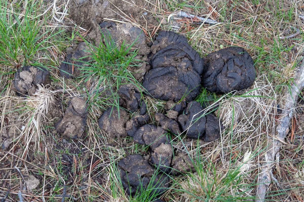 Animal Poop