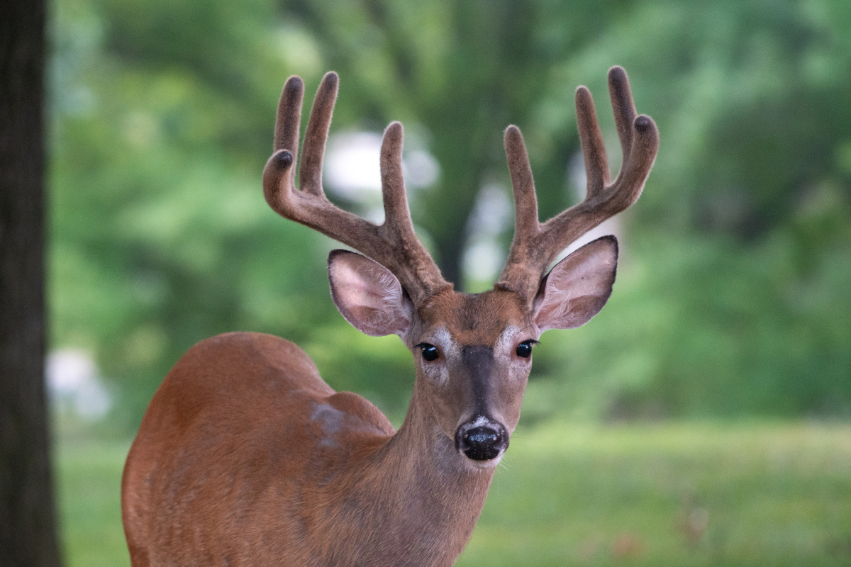 Buck Broadhead