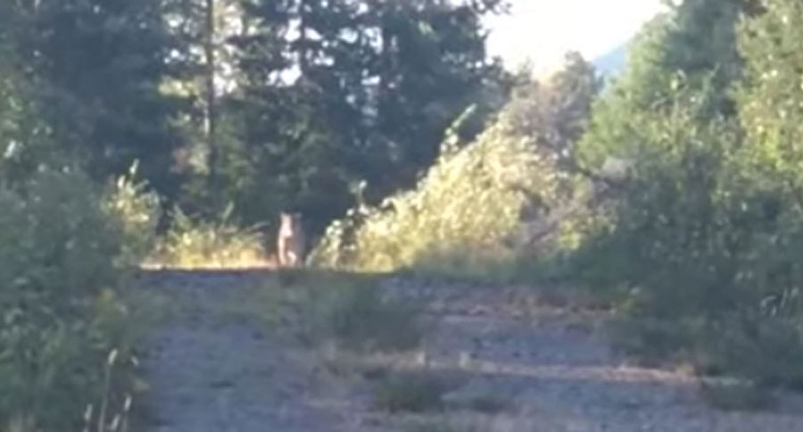 metallica scares cougar