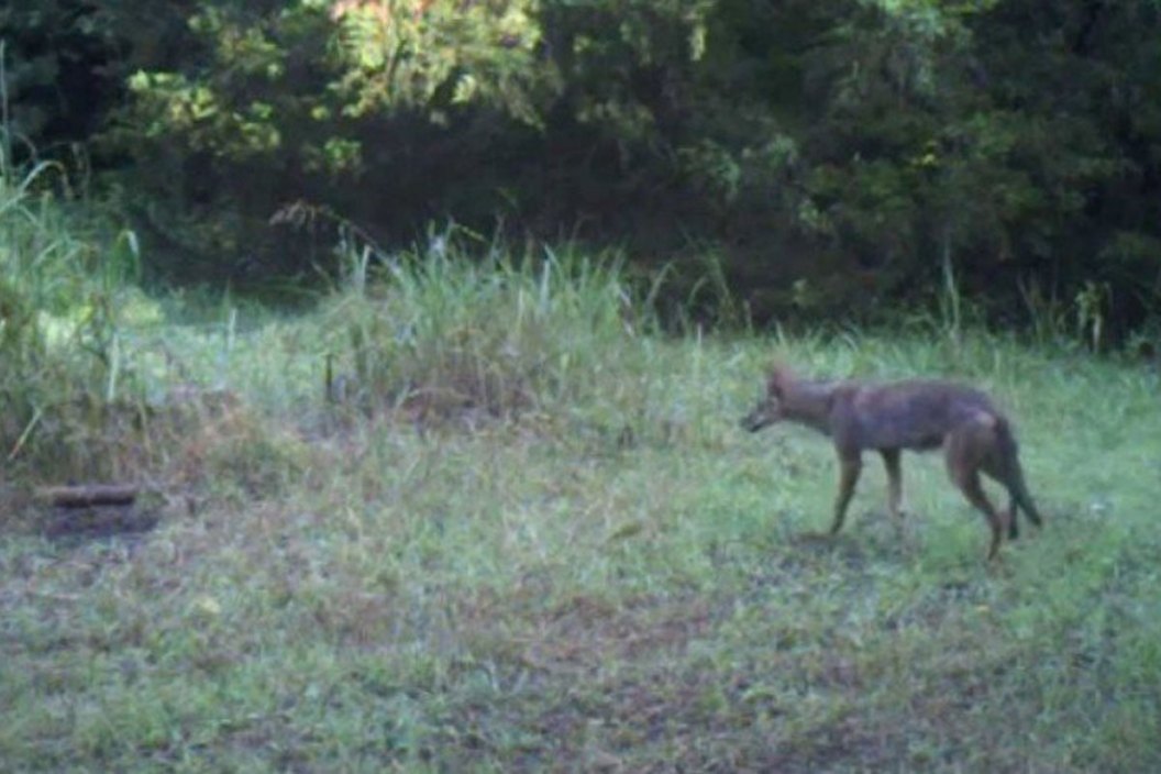 coyote