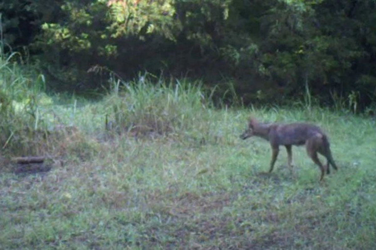 Foot Trap Snags Coyote Before He Can Run Wide Open Spaces