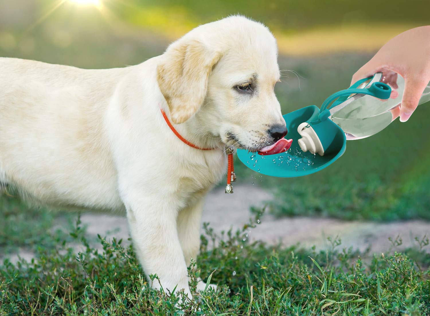 dog water bottle