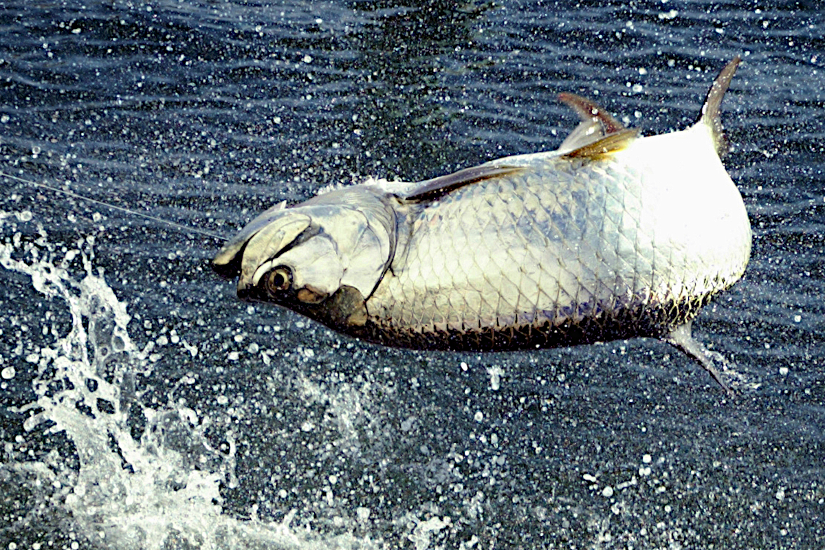 Fishing in the Caribbean