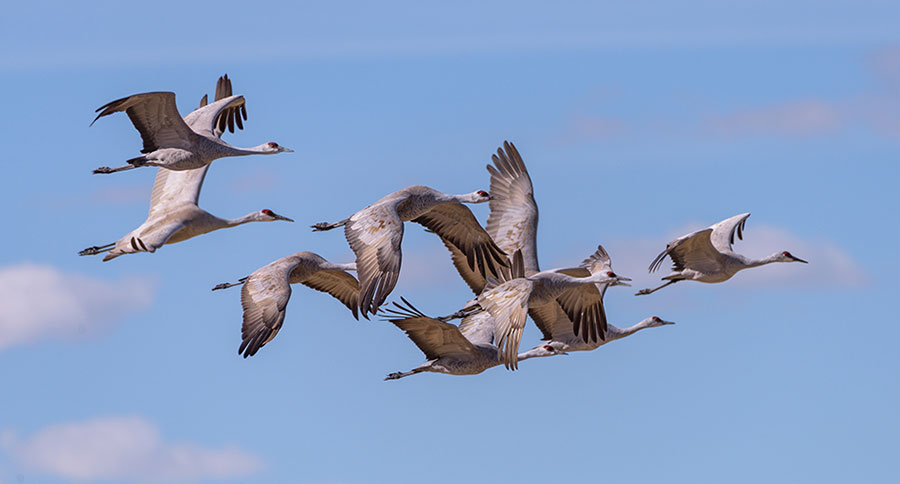 Alabama Sandhill Crane Hunting