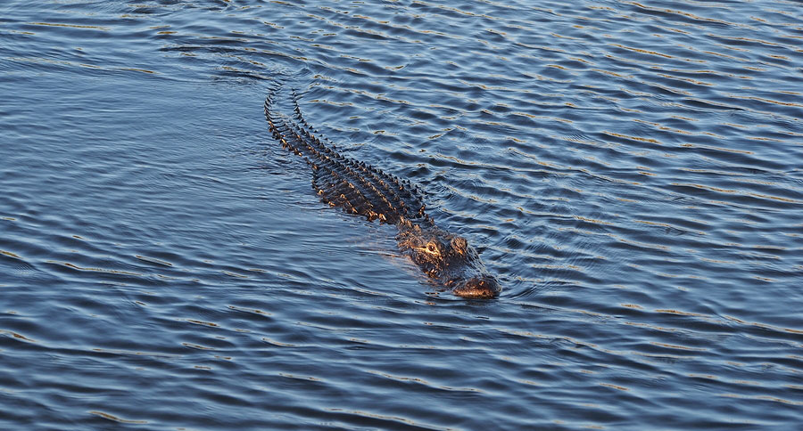 alligator bites hunter