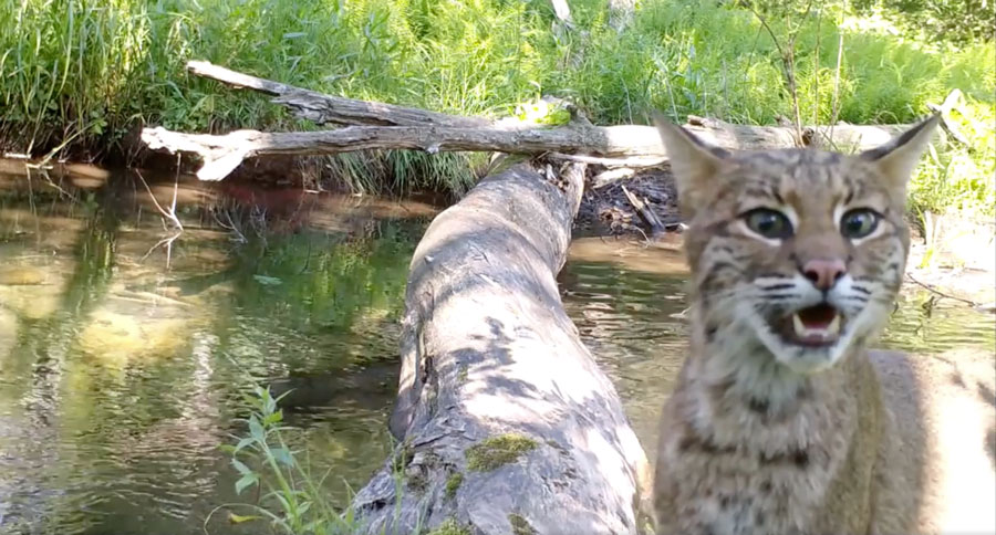 the log trail camera