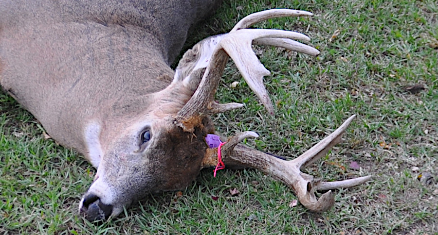 Michigan Deer Hunting Season