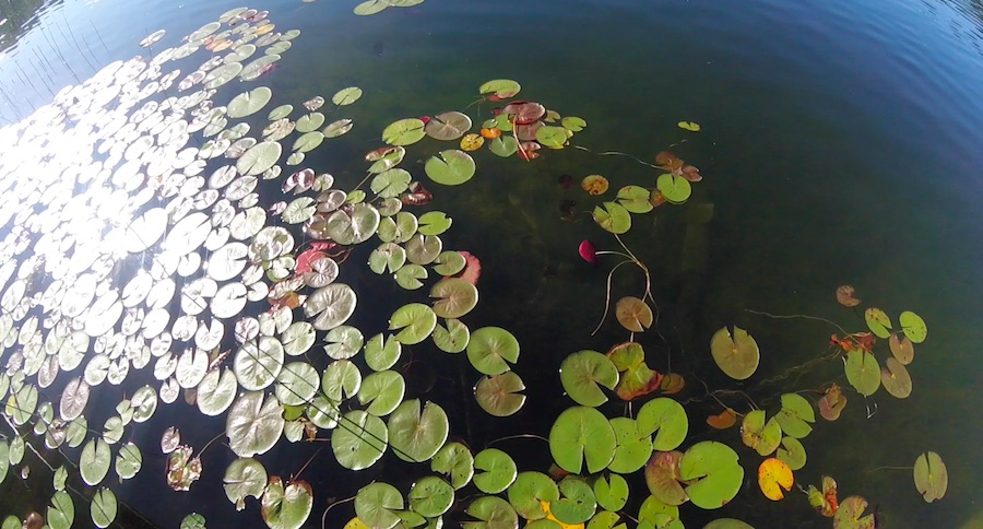 late summer bass fishing