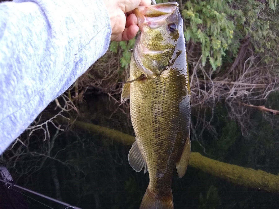 late summer bass fishing