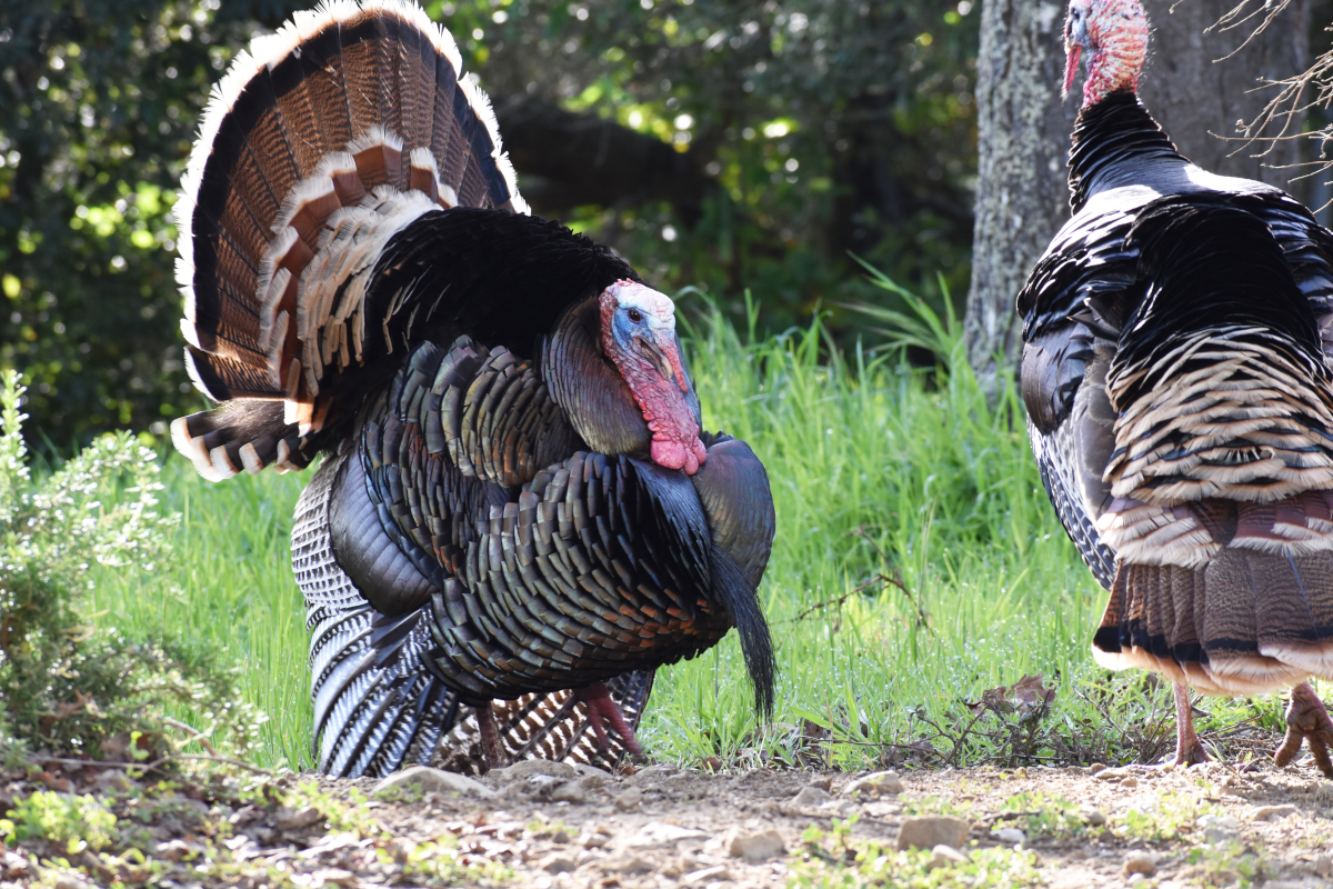 Turkey Drumming