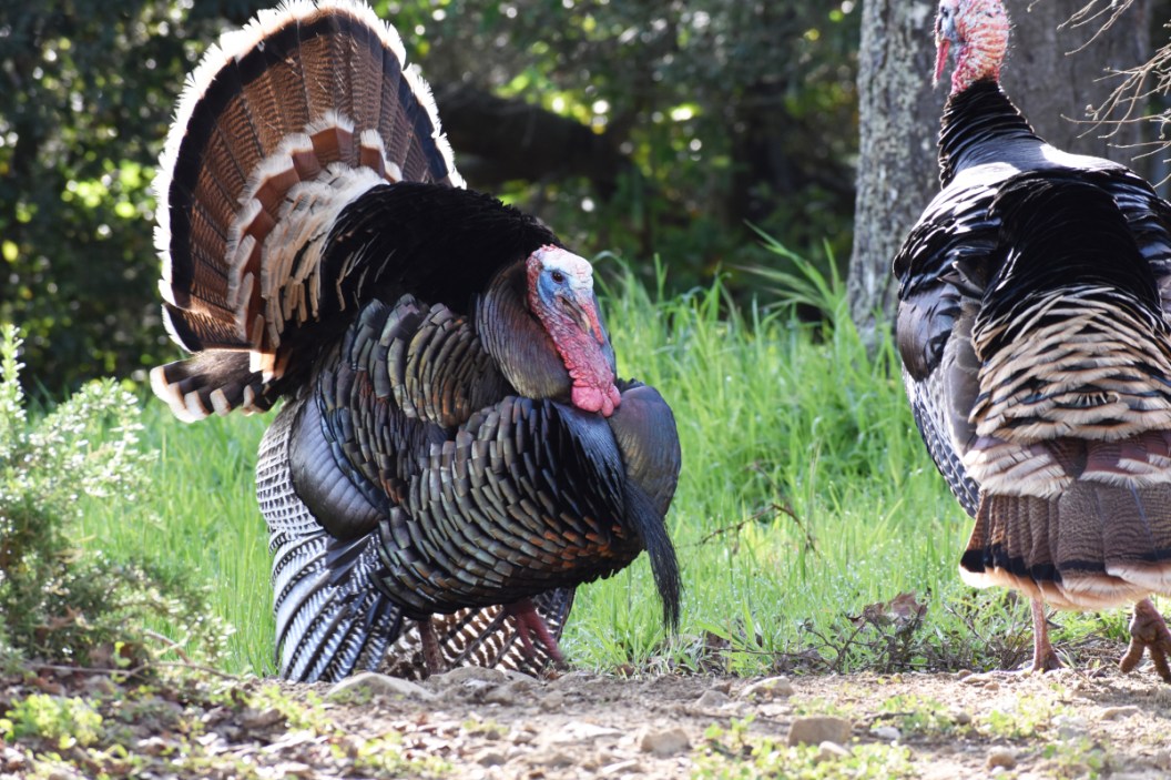 Turkey Drumming The Most Mysterious Gobbler Vocalization Wide Open