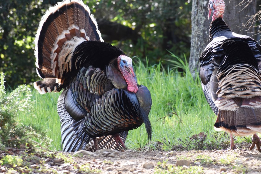 Turkey Drumming The Most Mysterious Gobbler Vocalization Wide Open