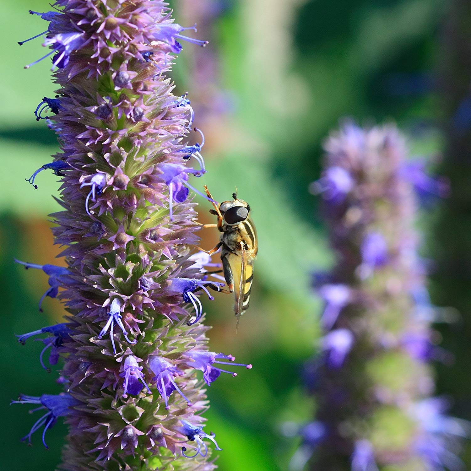 Agastache