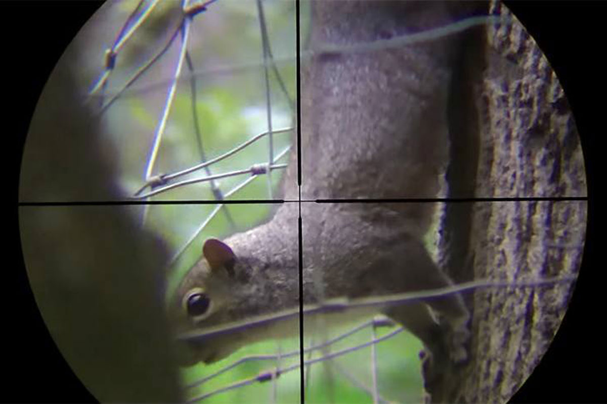 squirrel