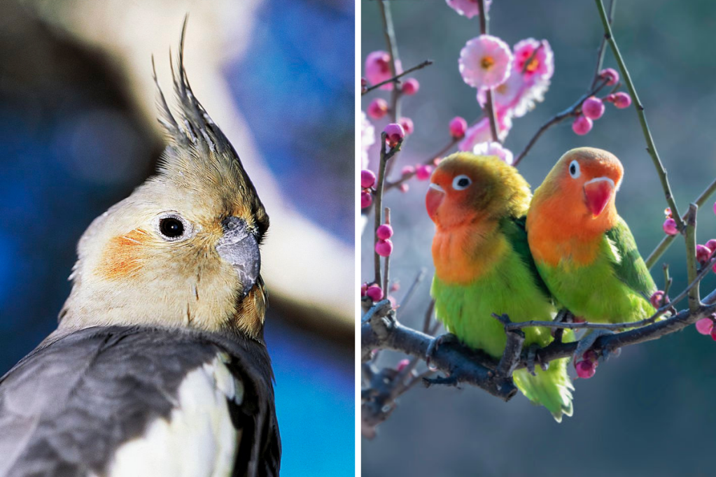Best Bird Breeds for Beginners Parakeets, Cockatiels and More!