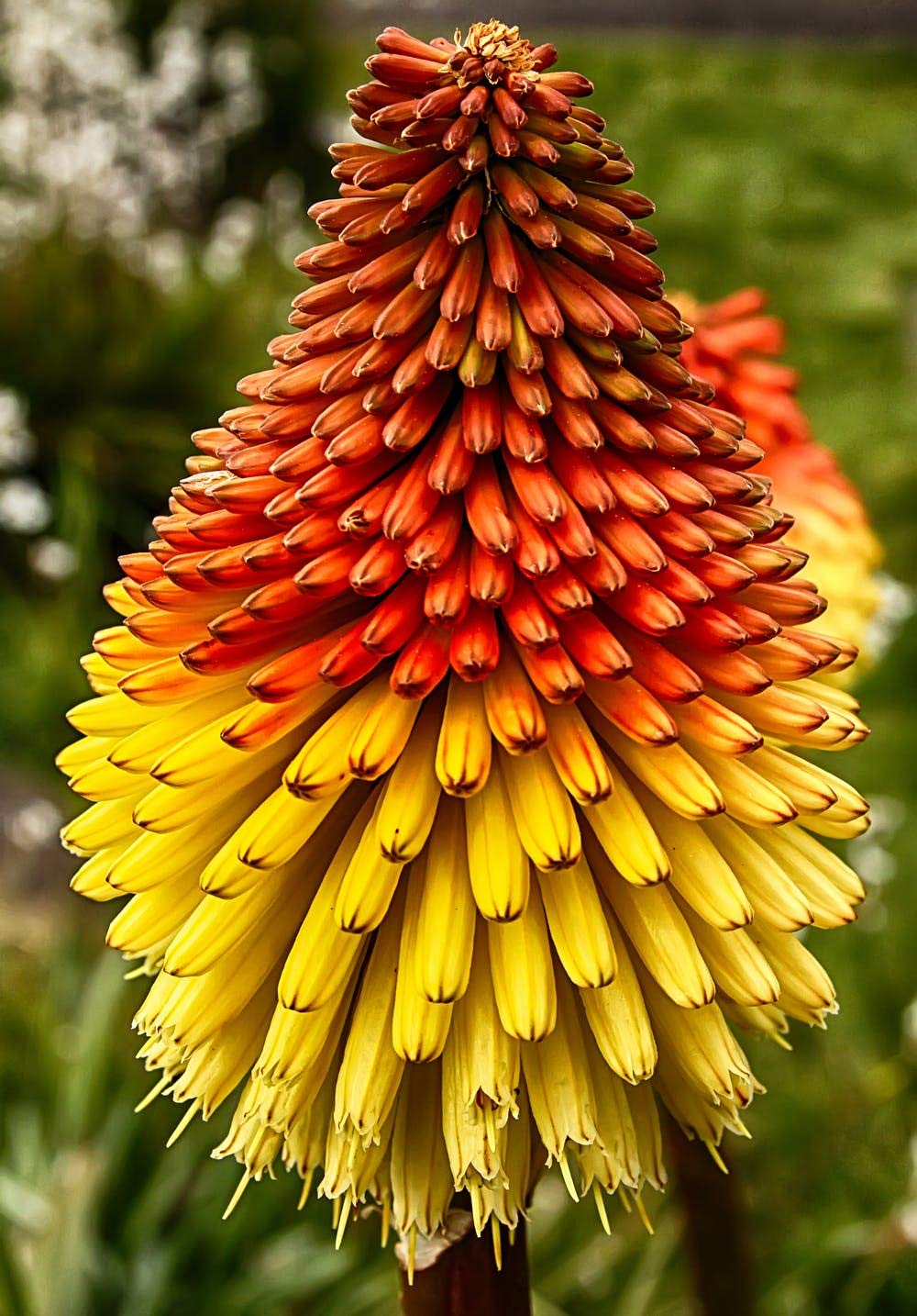 Kniphofia