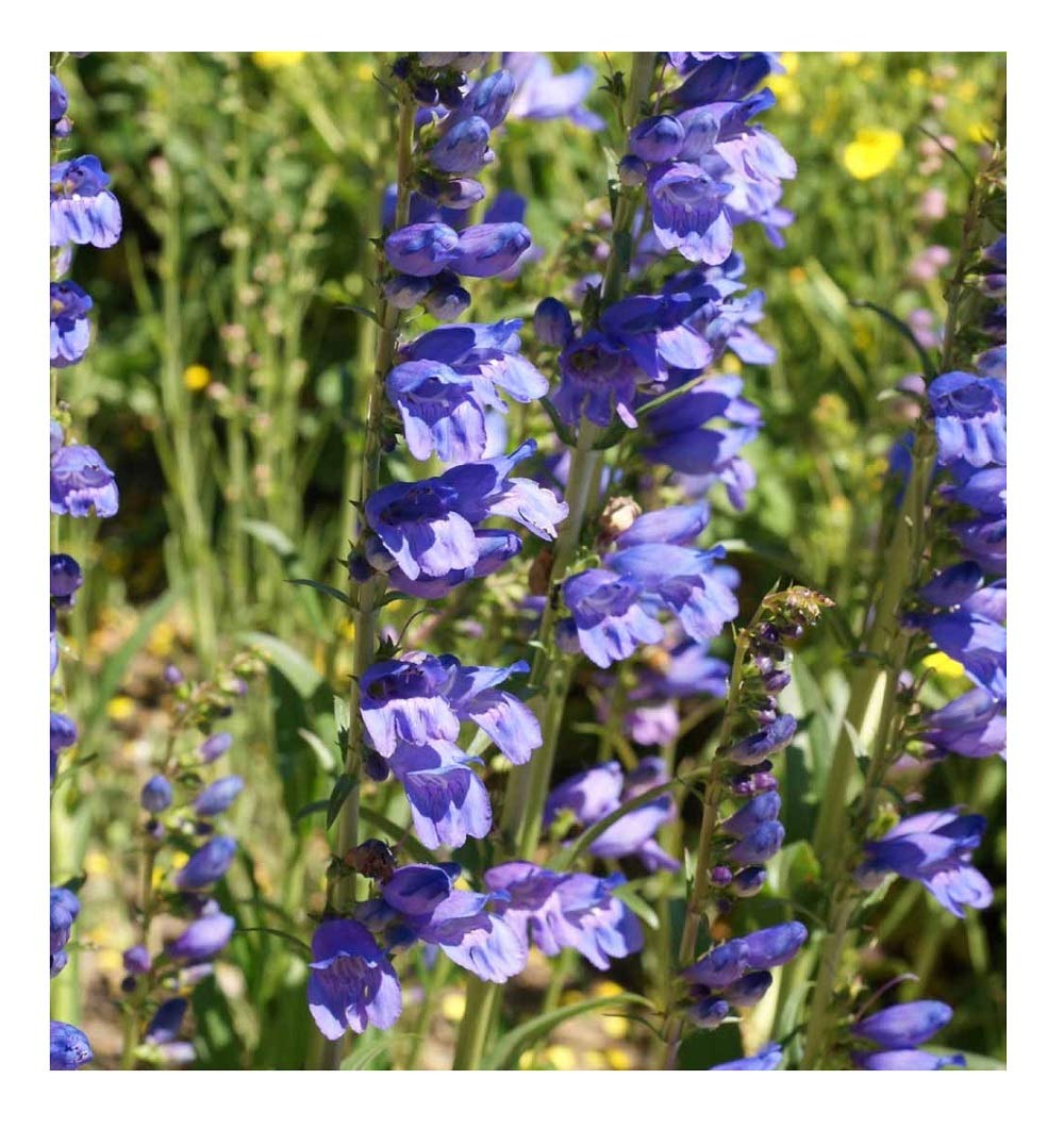 Penstemon