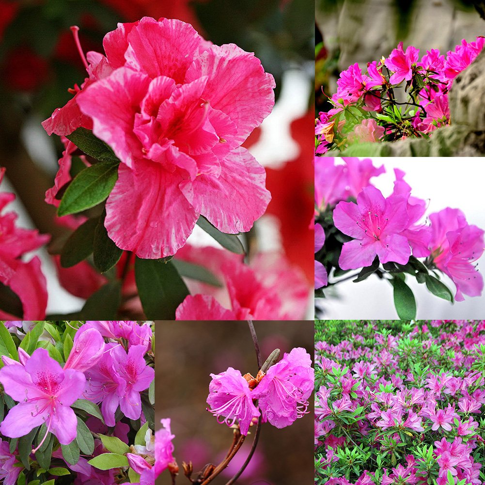 Rhododendron