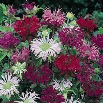 bee balm