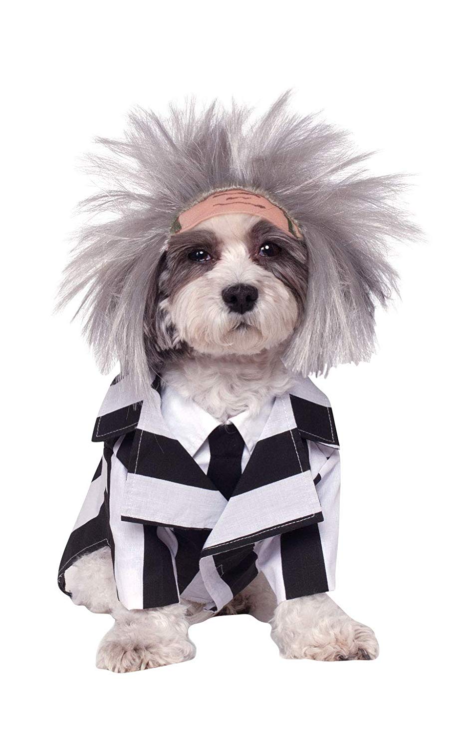 dog halloween costume