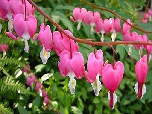 bleeding hearts