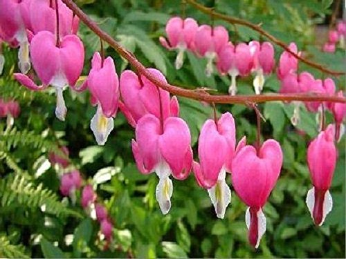 bleeding hearts