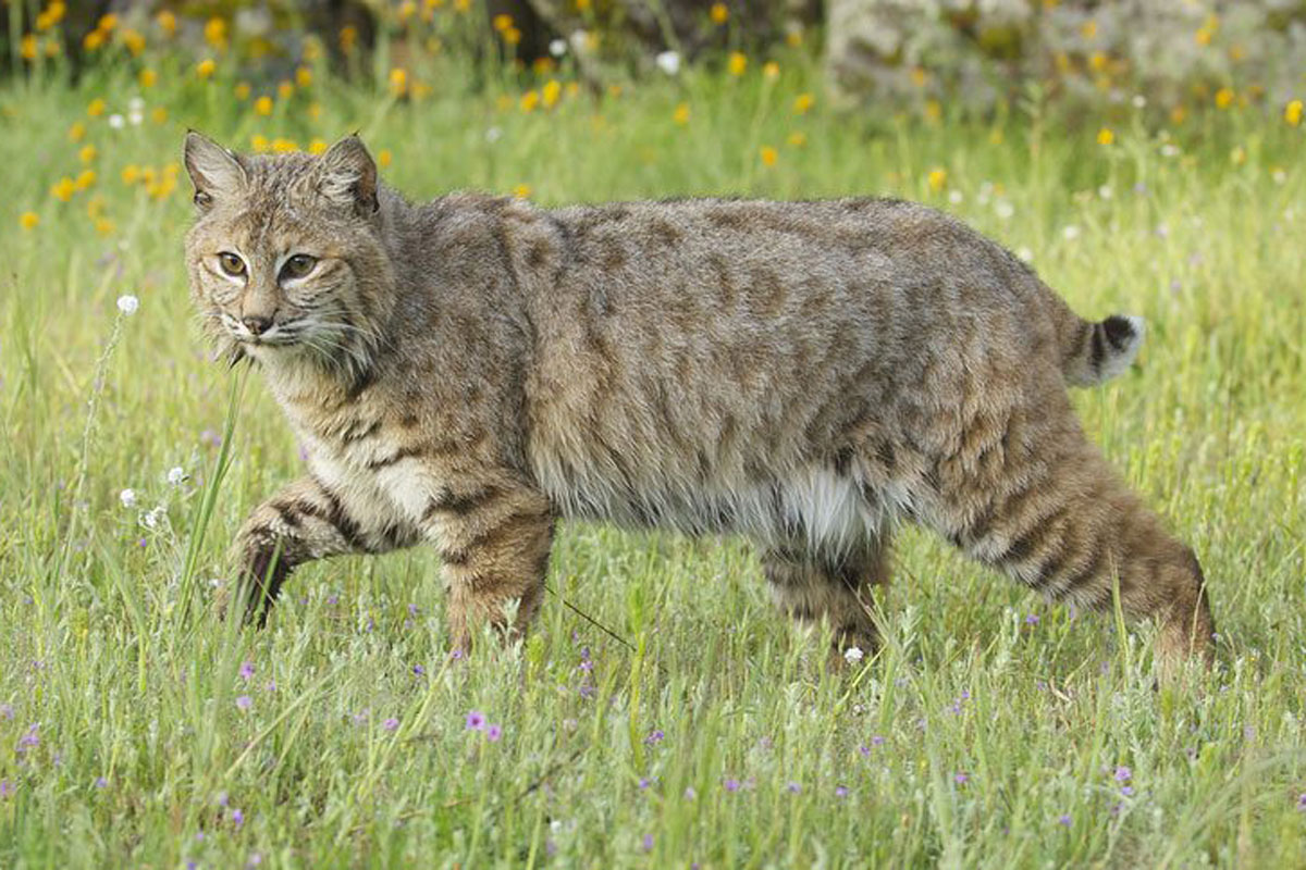 bobcat