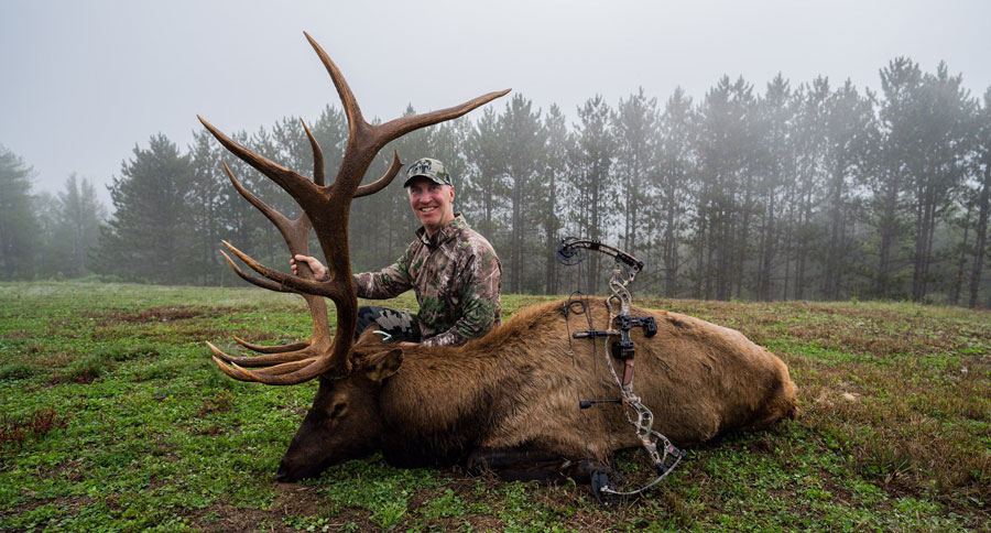 bull elk