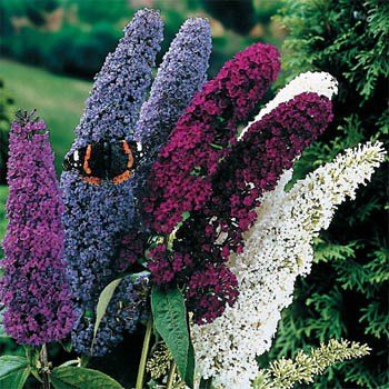 butterfly bush