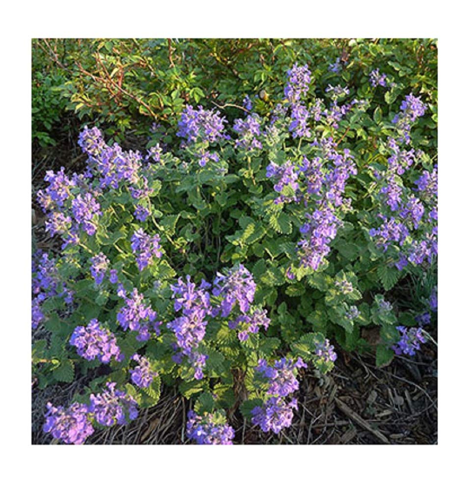 catmint seeds