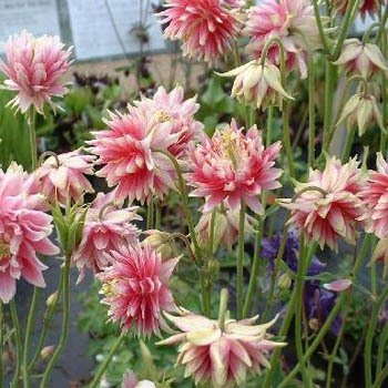 columbine seeds