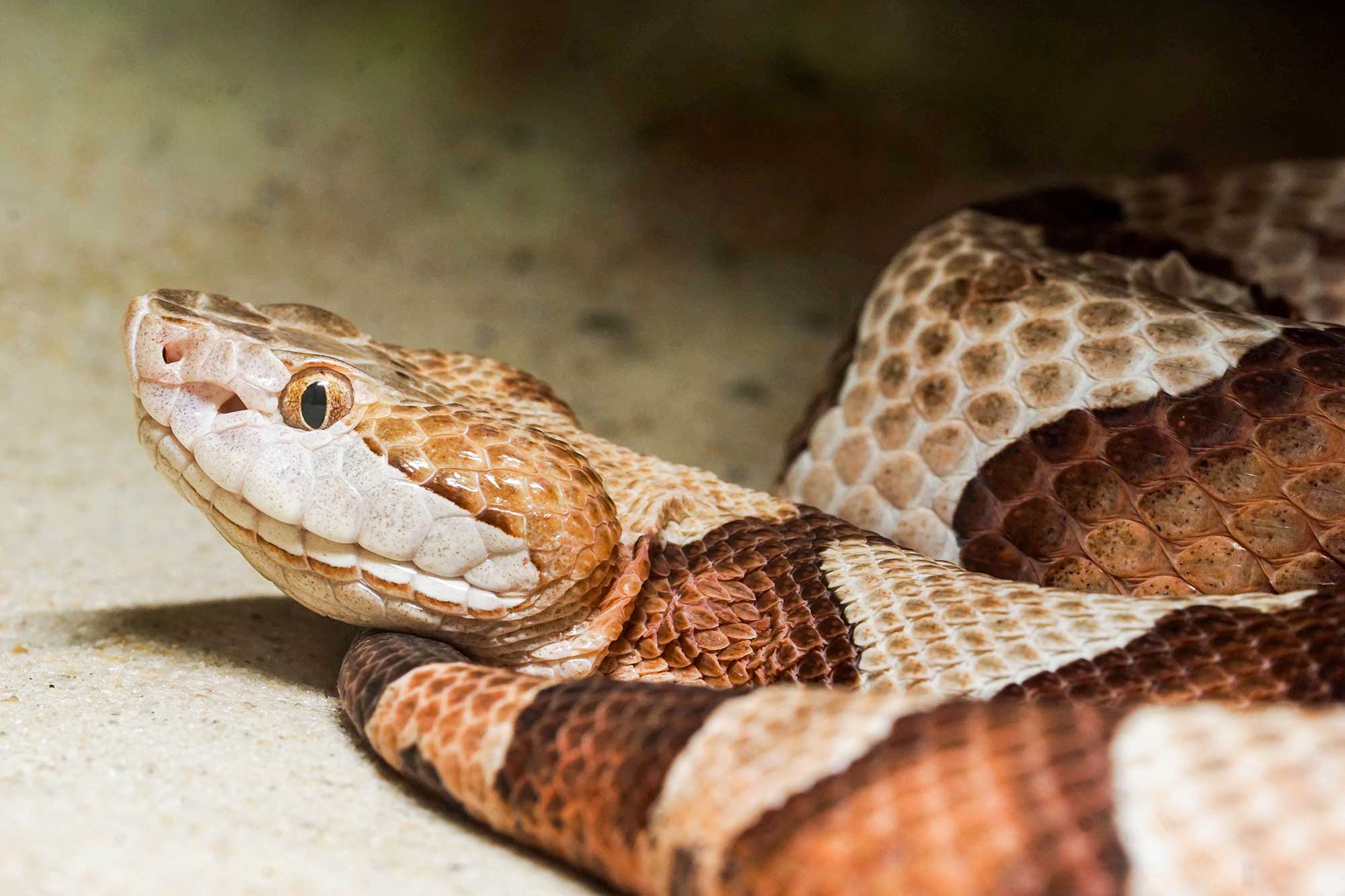 Baby Copperhead