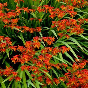 crocosmia seeds