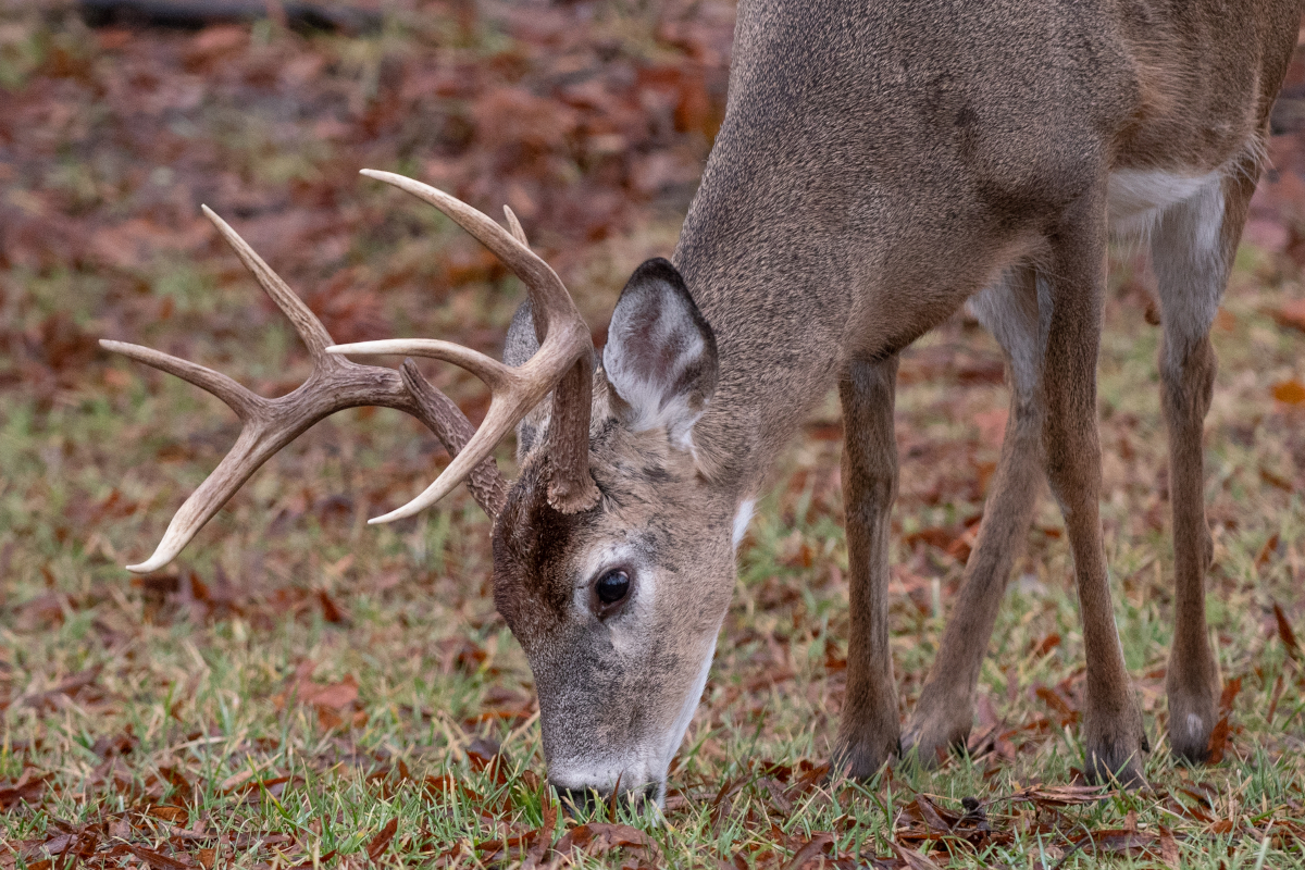 Cyst From a Buck's Head