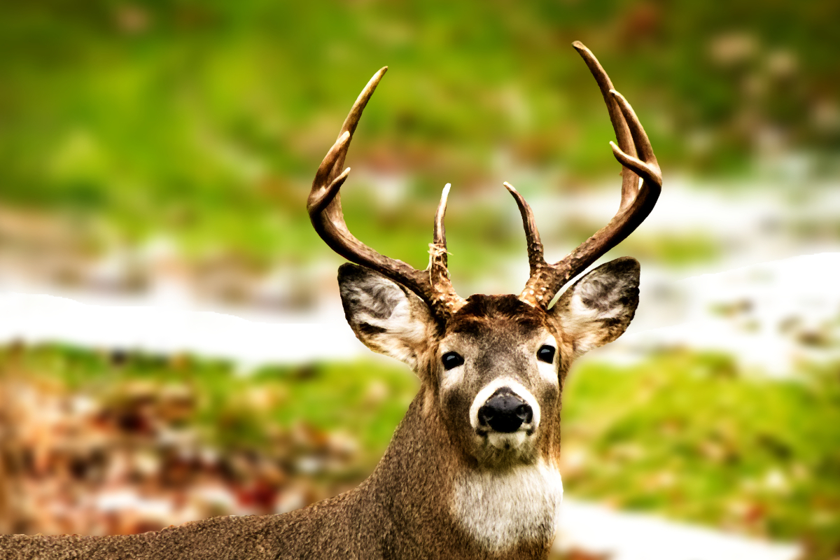 Dad Shoots Deer