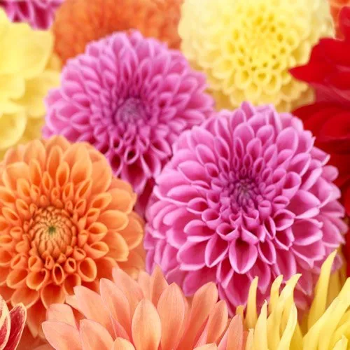 dahlias