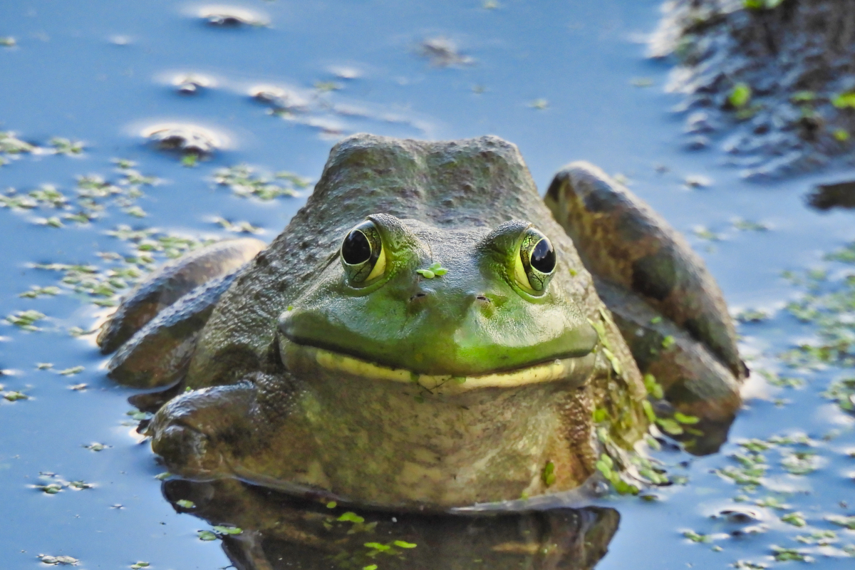 Easy Way to Clean Frogs