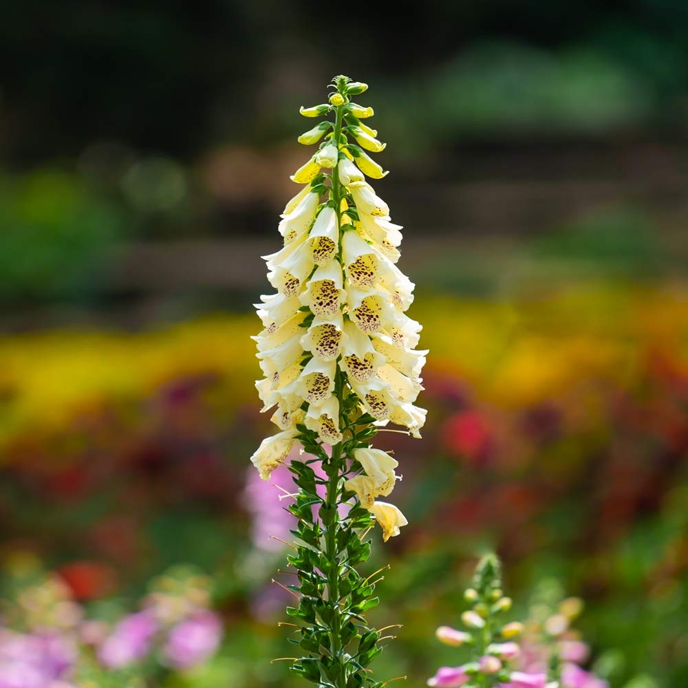 foxglove seeds