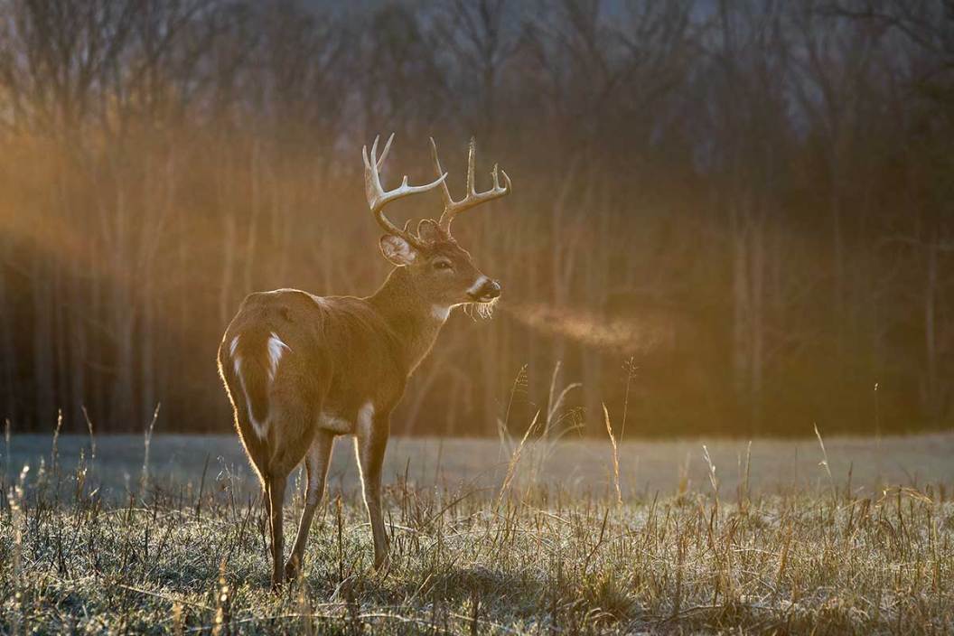 found whitetail bucks