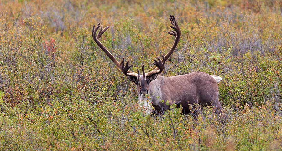 Caribou UV Light