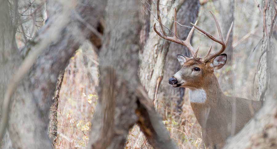 Deer Food Plot