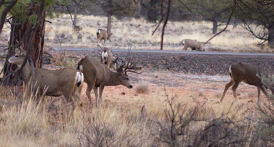 Oregon Deer Urine Ban