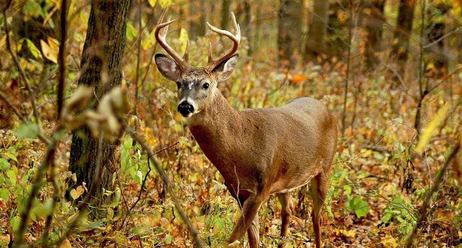 Pennsylvania Sunday Hunting