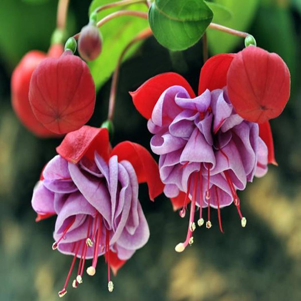 fuchsia seeds