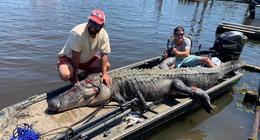 Mississippi alligator