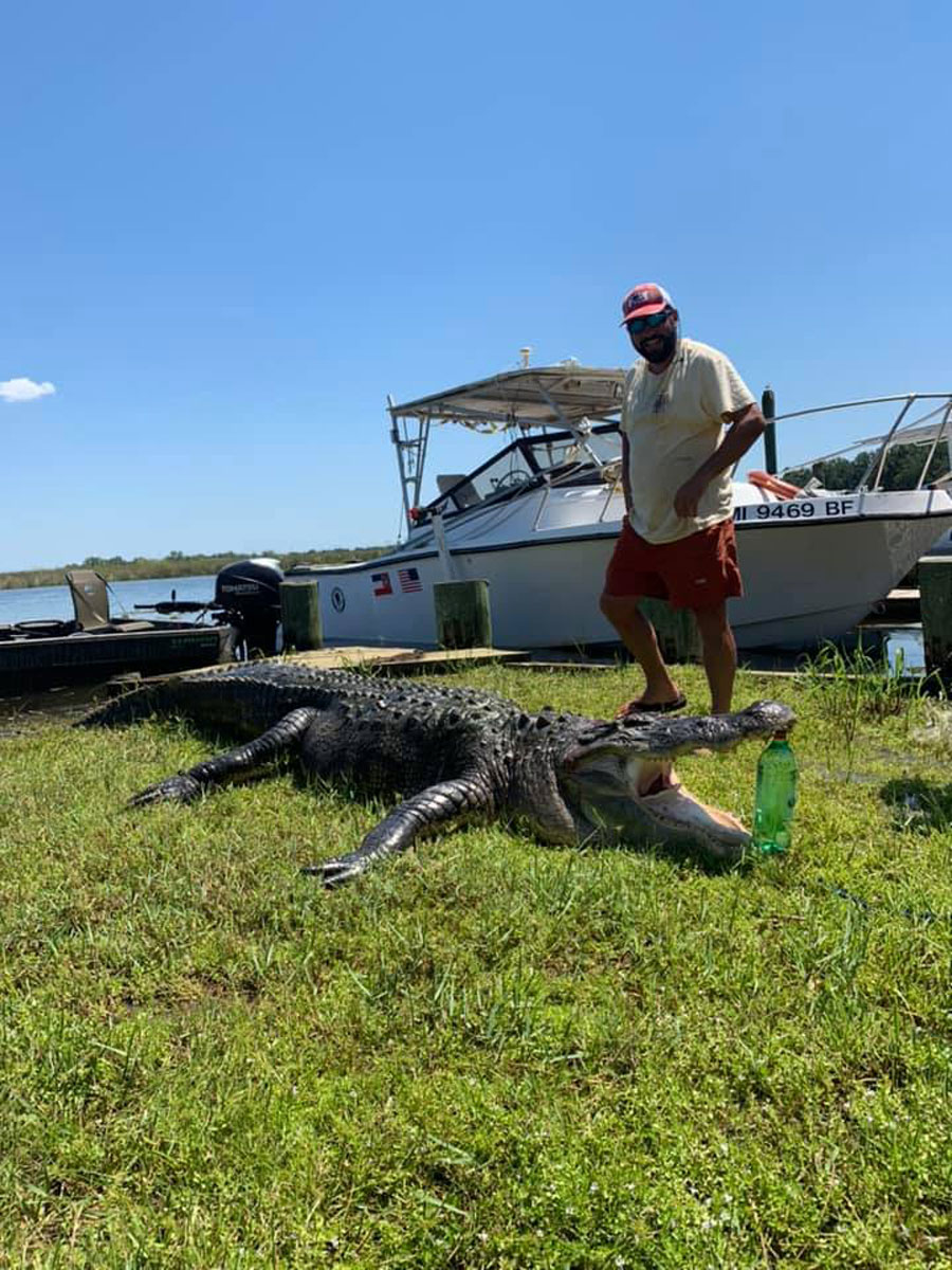 Mississippi alligator