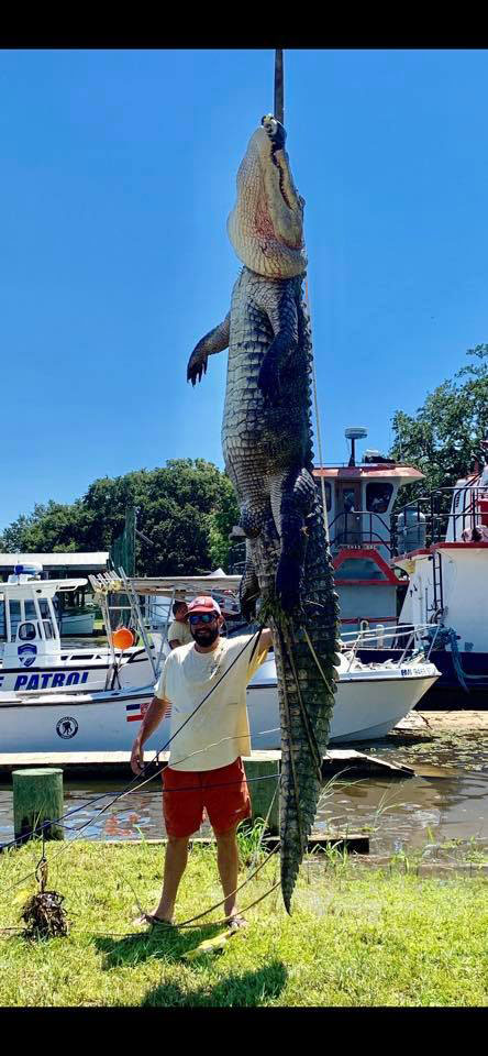 Mississippi alligator