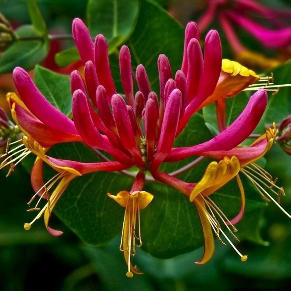 honeysuckles